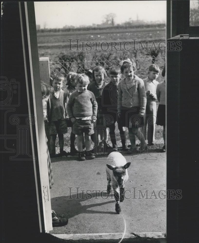 Press Photo Back to Class for Curly - Historic Images