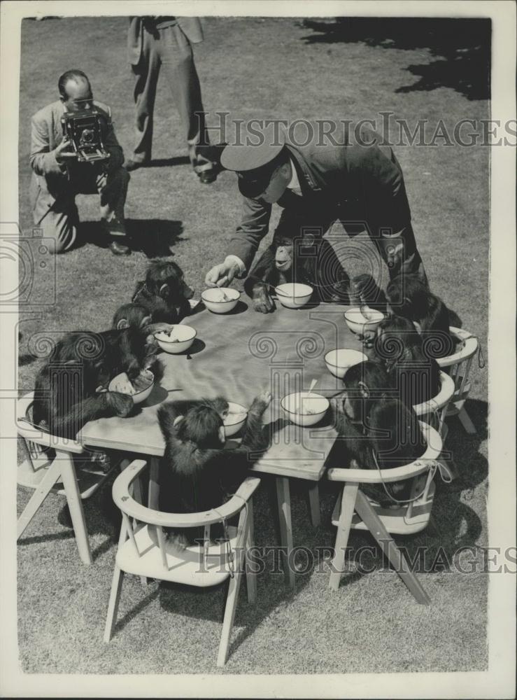 1956 Press Photo Rehearsing for the Chimps Tea Party at the London Zoo - Historic Images