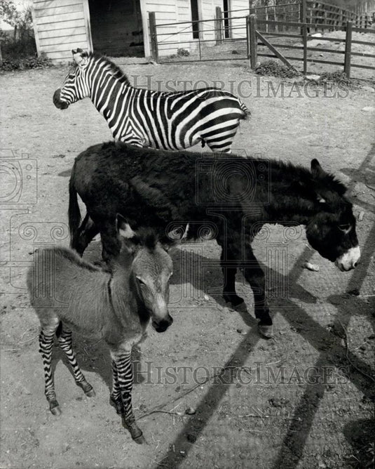 Press Photo Colchester zoo,Zebra and donkey and their baby - Historic Images