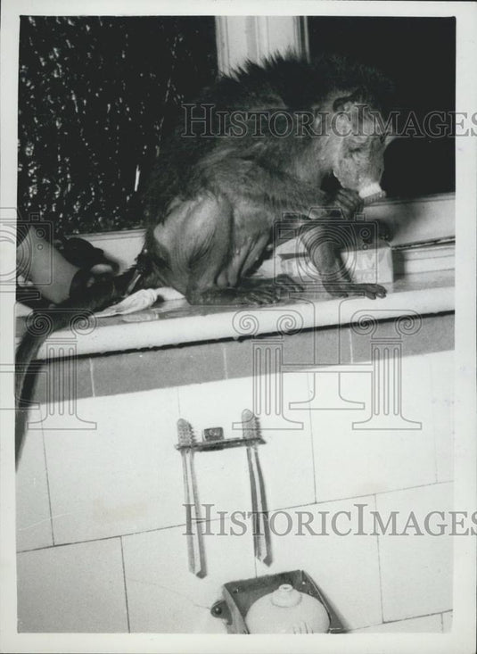Press Photo Judy likes to clean her teeth with her own brush - Historic Images
