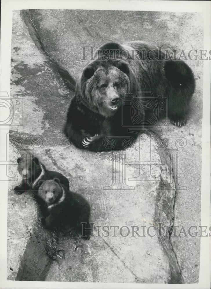 1950 Press Photo Bear Cub twins at Whpsnade Zoo - Historic Images