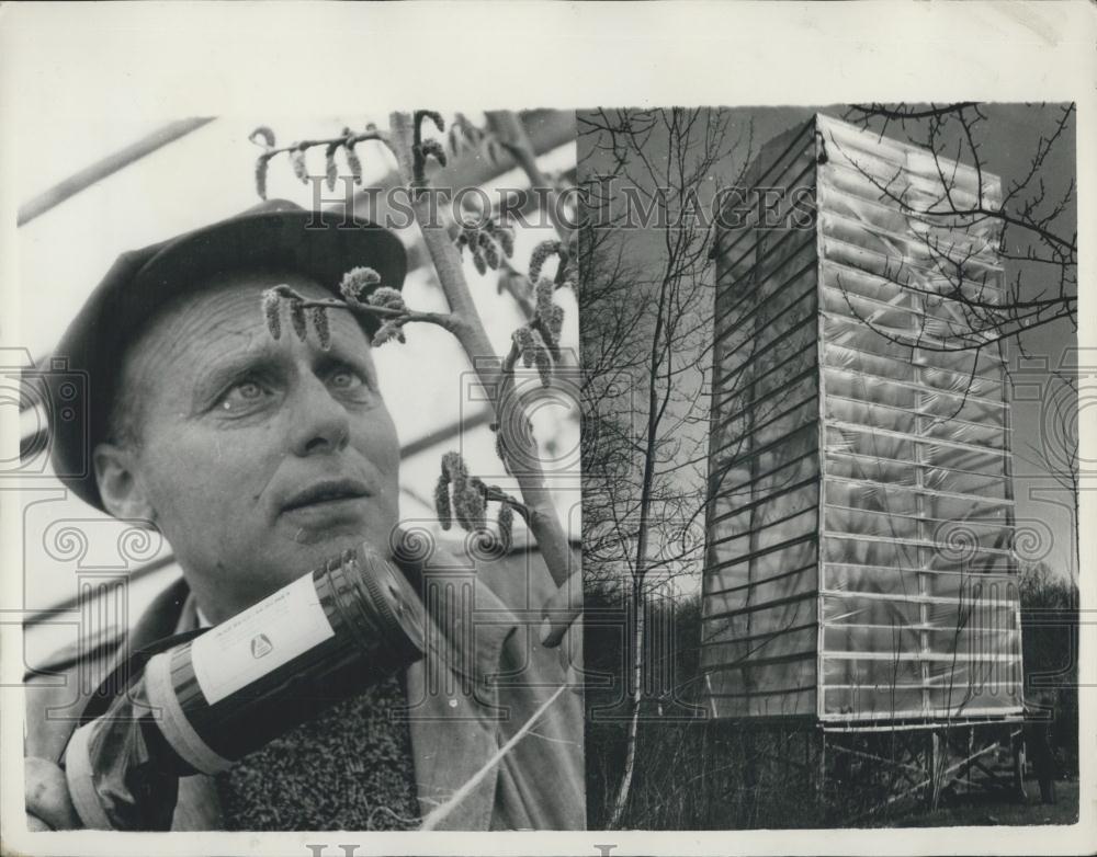 Press Photo Danish Match-Factories Experiment in Breeding Trees - Historic Images