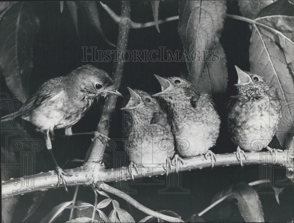 Press Photo 3 Robins Await For Food-Mouths Open in Germany - Historic Images