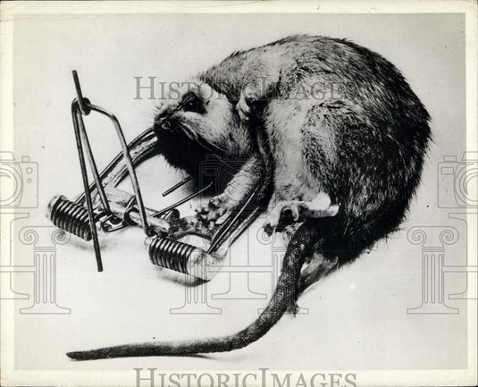 Press Photo Rat Caught In Trap - Historic Images