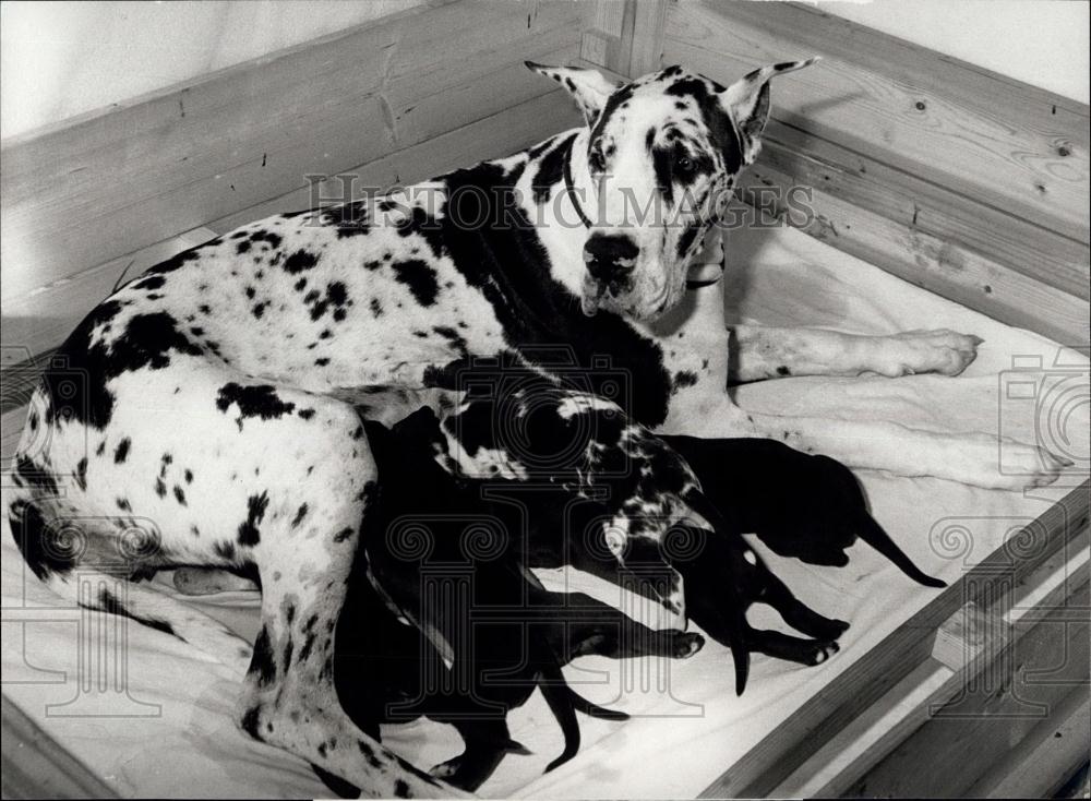 1981 Press Photo Great Dane With Sixteen Puppies Carina Of Cent Soucis - Historic Images