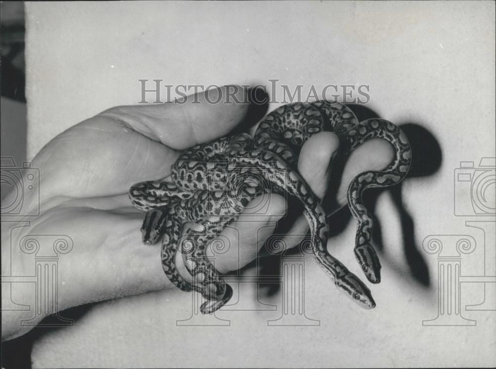 Press Photo Boas at the zoological garden at Basle - Historic Images