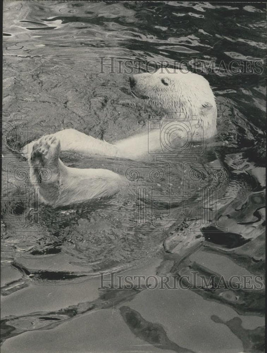 Press Photo Polar bear at Paris zoo - Historic Images