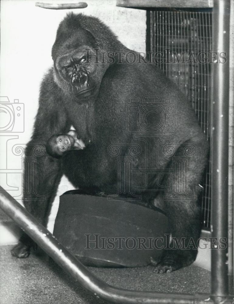 Press Photo A Gorilla and her baby - Historic Images