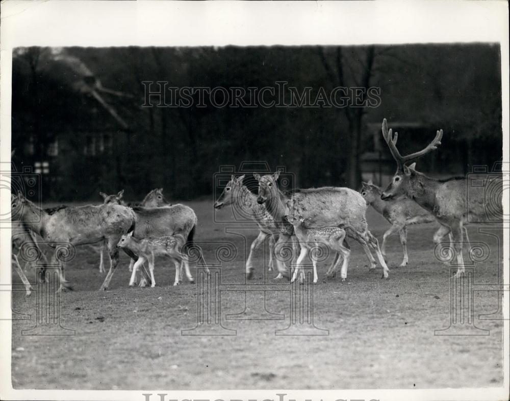 1956 Press Photo Pere David&#39;s Deer With The Newly Born Twins At Whipsnade Zoo - Historic Images