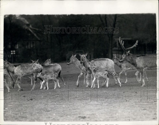 1956 Press Photo Pere David's Deer With The Newly Born Twins At Whipsnade Zoo - Historic Images