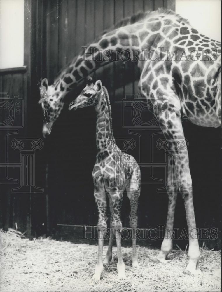 1972 Press Photo Basle zoo,baby giraffe and its mom - Historic Images