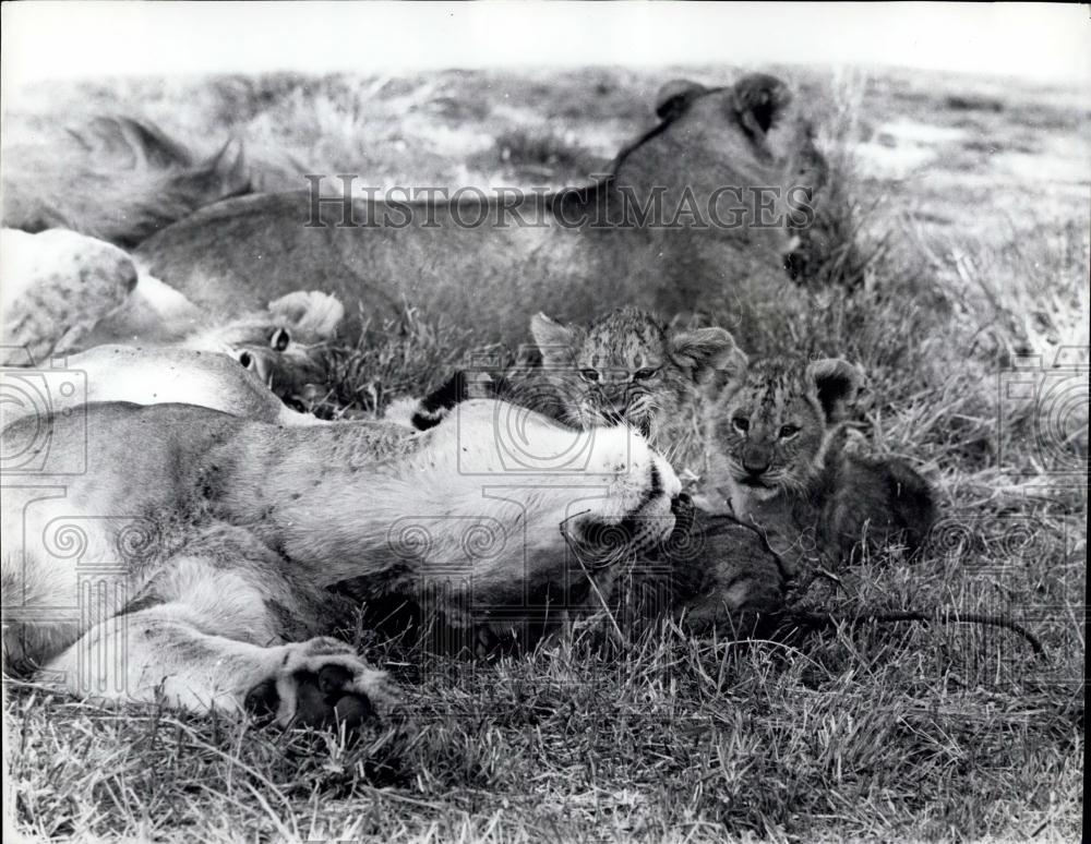 1967 Press Photo Nairobi National Park Lions And Cubs Lay About - Historic Images