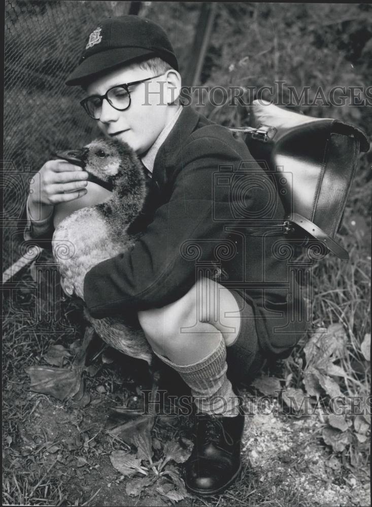 Press Photo of a boy who was foster father to Canadian goose - Historic Images