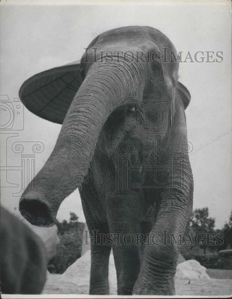 Press Photo Elephants at the London Zoo - Historic Images