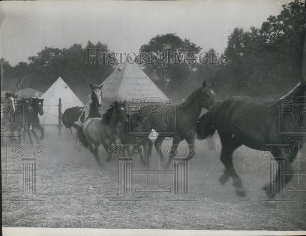 1947 Press Photo Barnet Cattle and Pleasure Fair, Horses - Historic Images