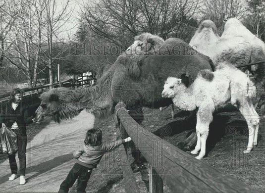 1983 Press Photo A camel and her babyWalter-Zoo in Gossau (Eastern Switzerland) - Historic Images