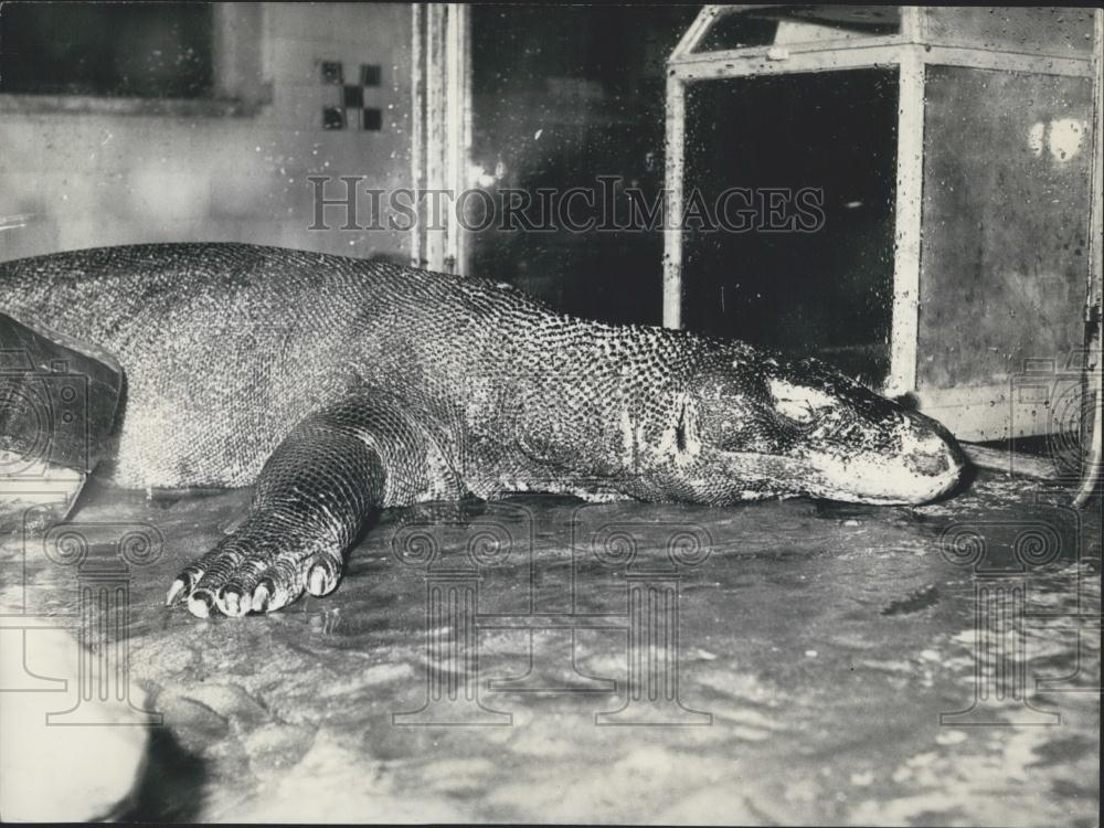 1958 Press Photo Giant Lizard For Antwerp Zoo - Historic Images