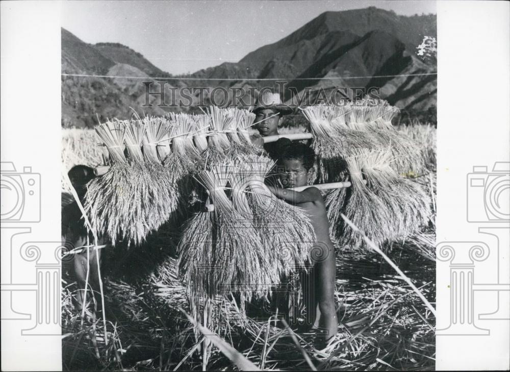 Press Photo Harvesting on the island of Lombok - Historic Images