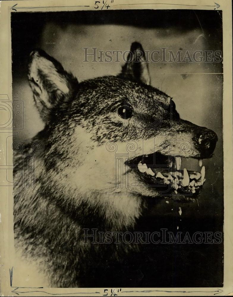 Press Photo Snarling Wolf - Historic Images