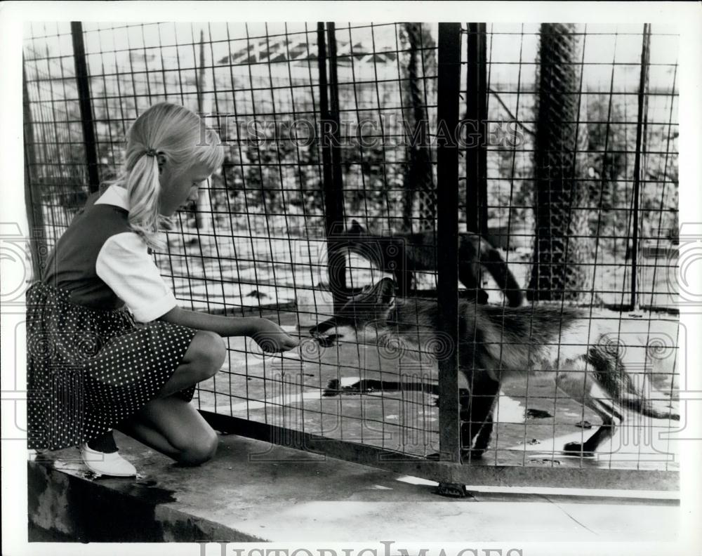 Press Photo Child feeding some foxes - Historic Images