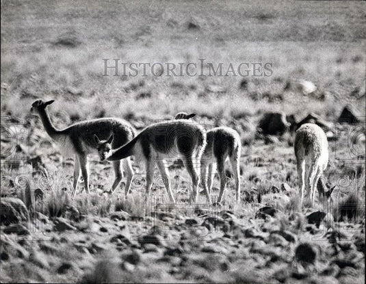 Press Photo Vicuna in the Andes - Historic Images