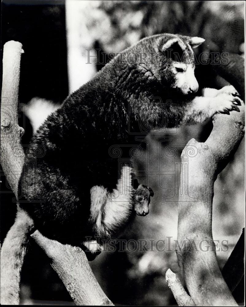 Press Photo Tree Kangaroo &amp; Baby Spotted at San Diego Zoo - Historic Images