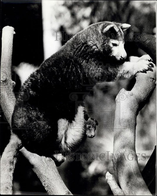 Press Photo Tree Kangaroo & Baby Spotted at San Diego Zoo - Historic Images
