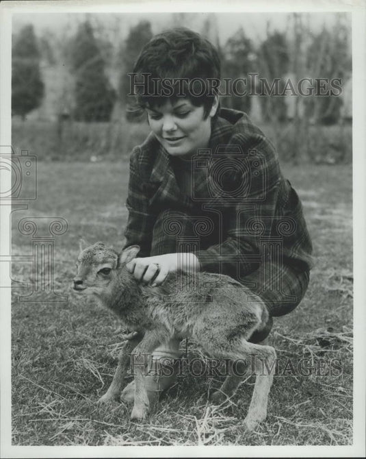 Press Photo A baby muffalone Marineland and Game Farm in Niagara Falls, Canada - Historic Images