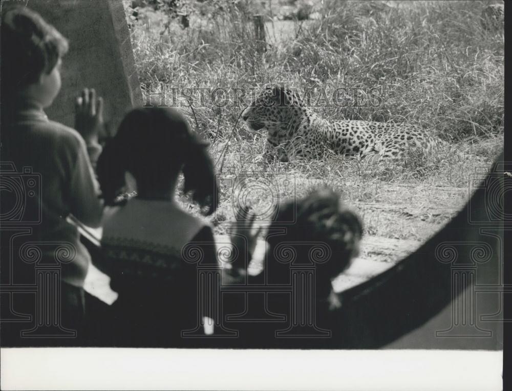 Press Photo Children Watch Leopard At London Zoo - Historic Images