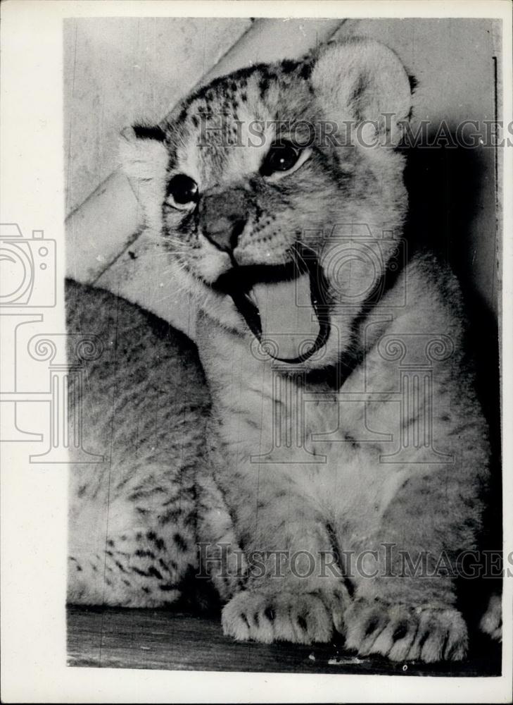 Press Photo Copenhagen Zoo Lion Cub Yawning - Historic Images