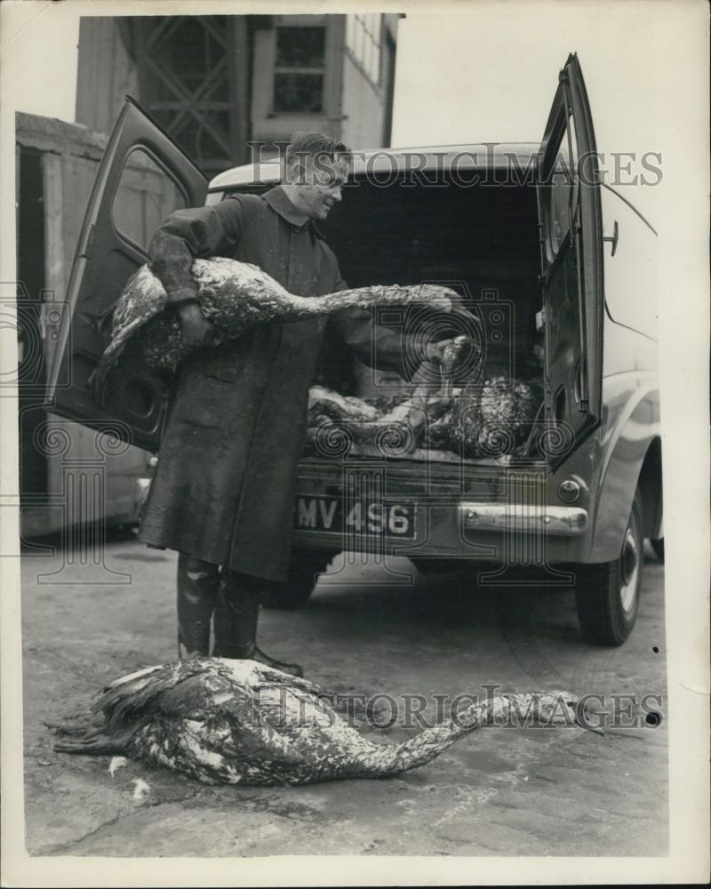 Press Photo Man with oli soaked geese - Historic Images