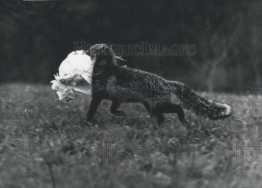1970 Press Photo It's dinner time!: Mr. Fox has to hurry home, - Historic Images