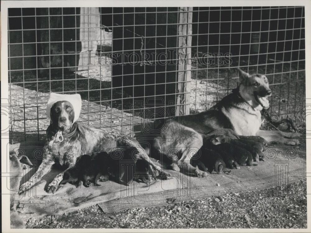 Press Photo German Shepherd Births 15 Pup, Nursedog Helps Her Nurse - Historic Images