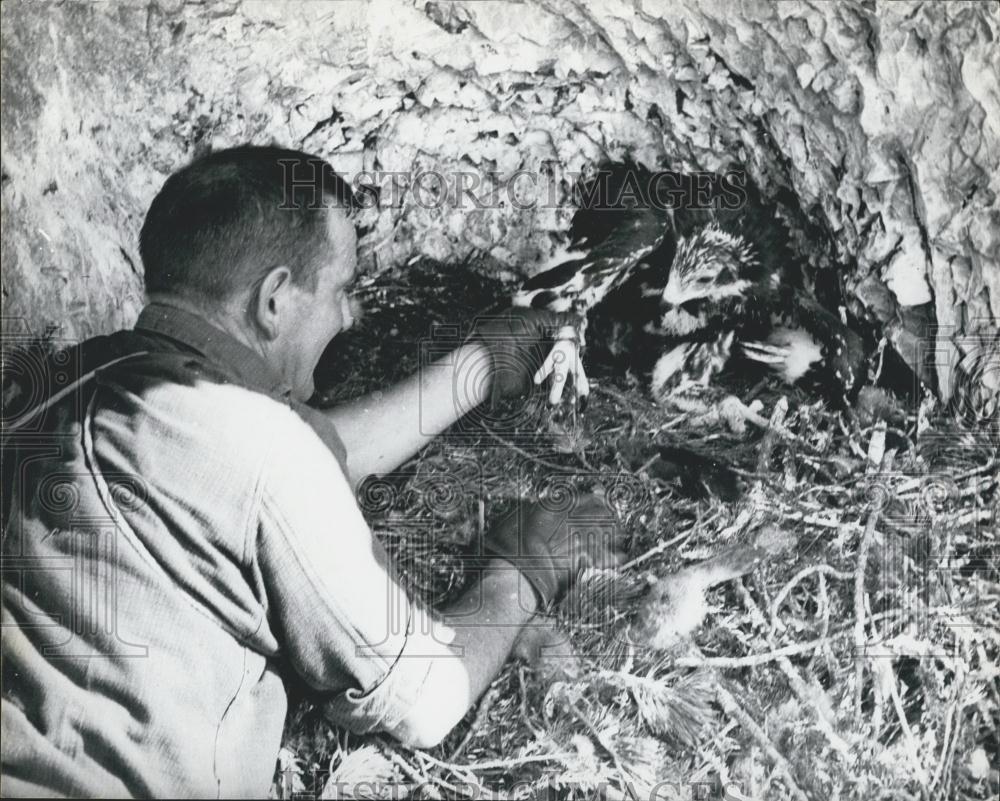 1964 Press Photo Experts Go Mountaineering - to preserve the golden eagle - Historic Images