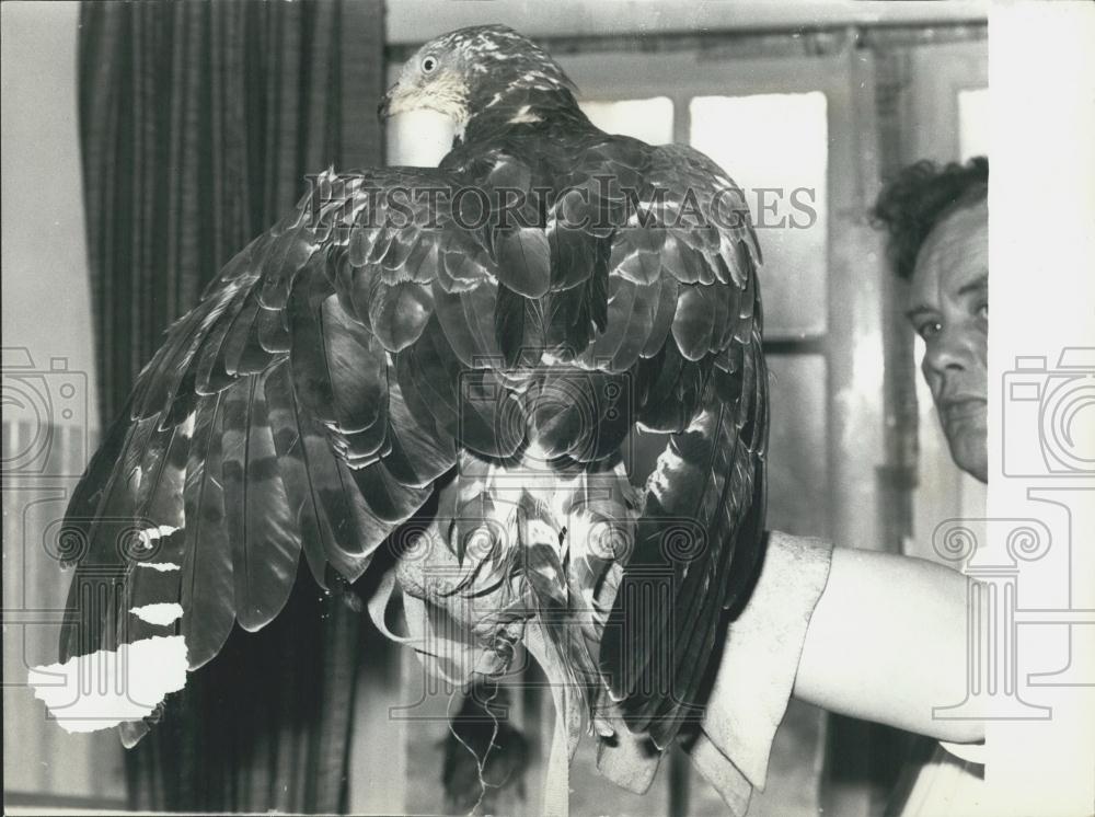 Press Photo Medusa the Honey Buzzard - Historic Images