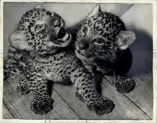 Press Photo Cute Leopard Cubs - Historic Images
