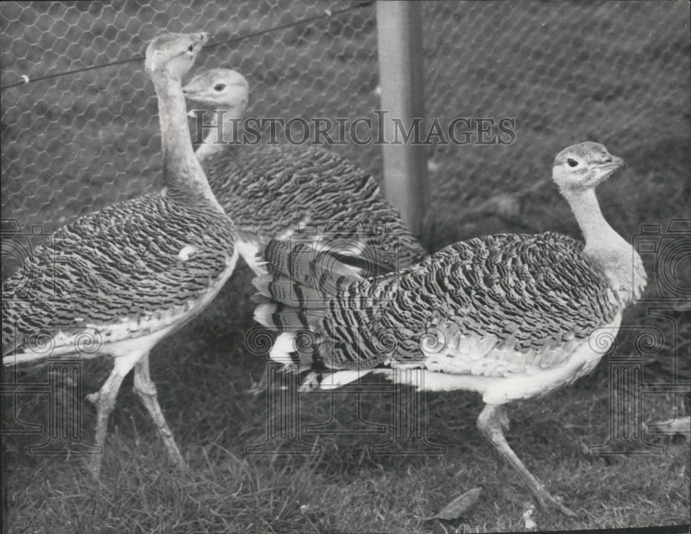 1970 Press Photo Weston Underwood Zoo Turkeys Bought By Christopher Marler - Historic Images
