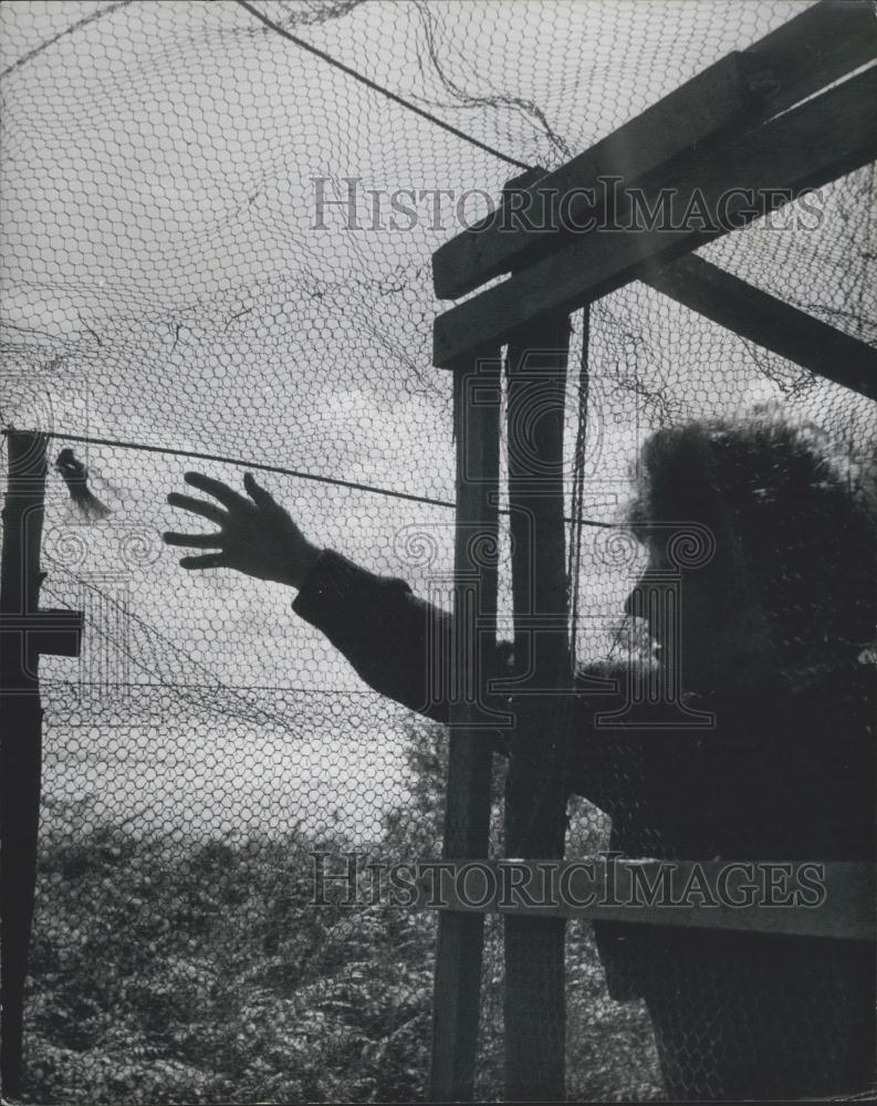 Press Photo Barbara Whitaker Prepares Release Willow Warbler From Mesh Lundy - Historic Images