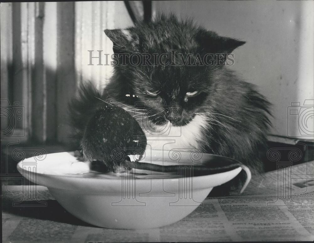 Press Photo Kim The Cat Watches Mouse Drink Milk - Historic Images