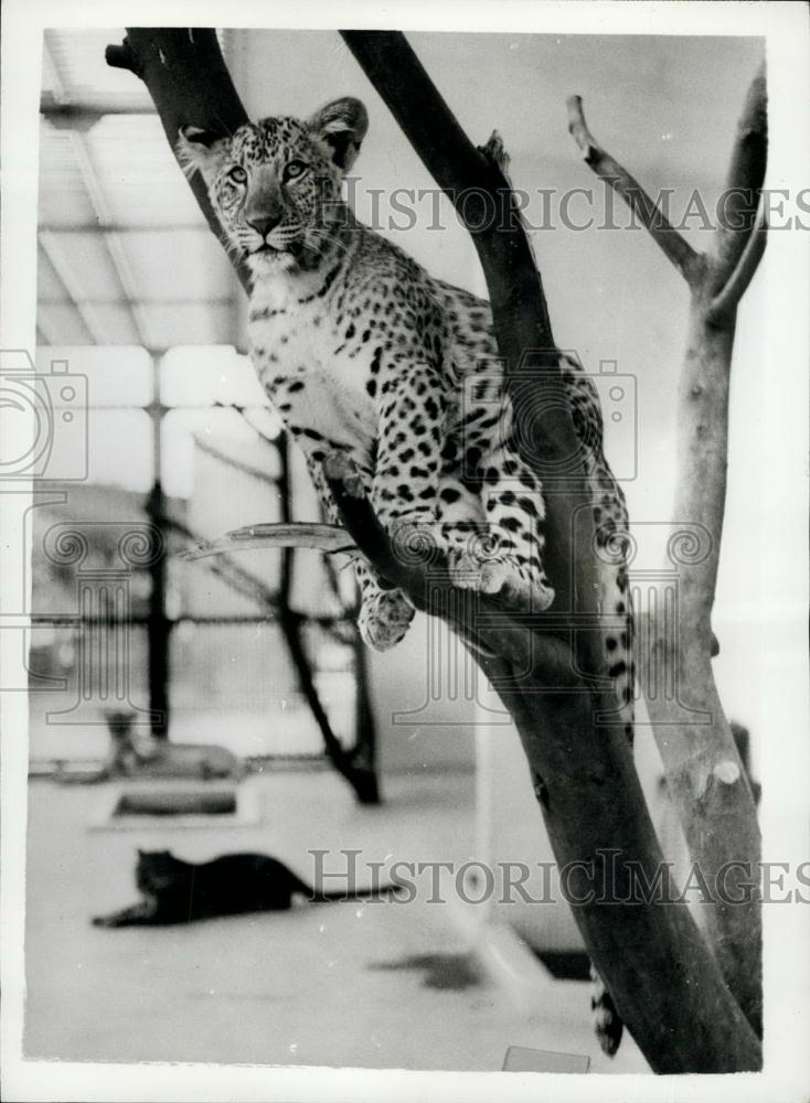 Press Photo &quot;Leopon&quot; cubs born at the Hanshin Zoo in Japan - Historic Images