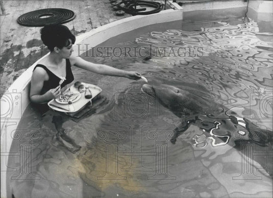 Press Photo Jean Wiley Swims Feeds Dolphin Flipper Flamingo Park Zoo Malton - Historic Images