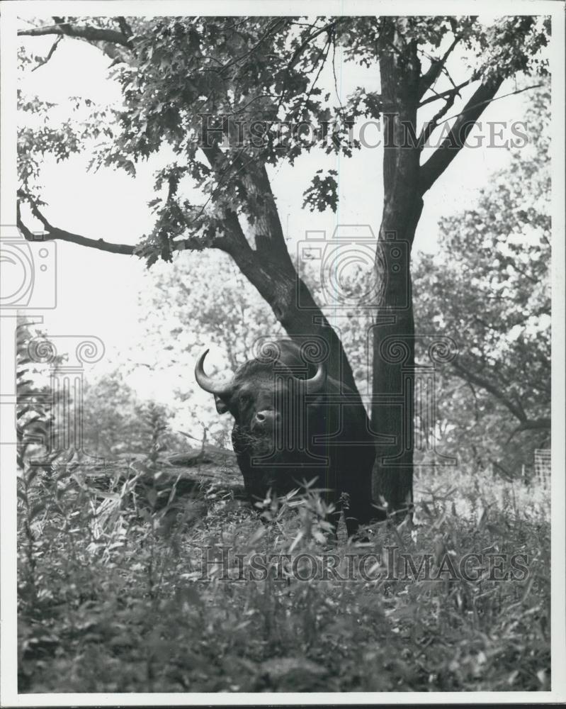 Press Photo Guar Bull In Wild Asia - Historic Images