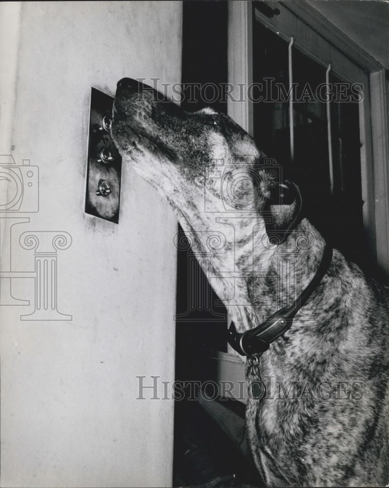 Press Photo Great Dane dog - Historic Images