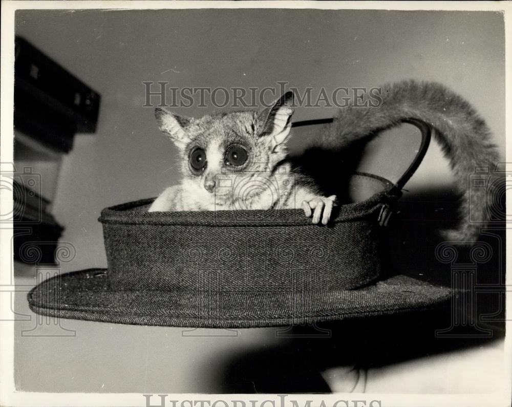 1961 Press Photo London Zoo Newborn Bushbaby In Captain's Hat - Historic Images