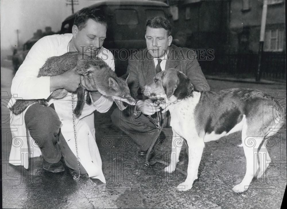 Press Photo A Dog and A Fox - Historic Images