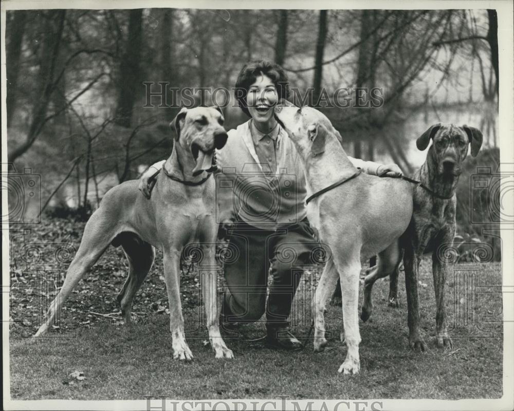 1958 Press Photo Great Danes for World&#39;s Greatest Dog Show - Historic Images