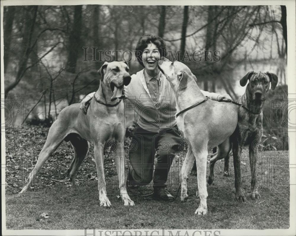 1958 Press Photo Great Danes for World's Greatest Dog Show - Historic Images