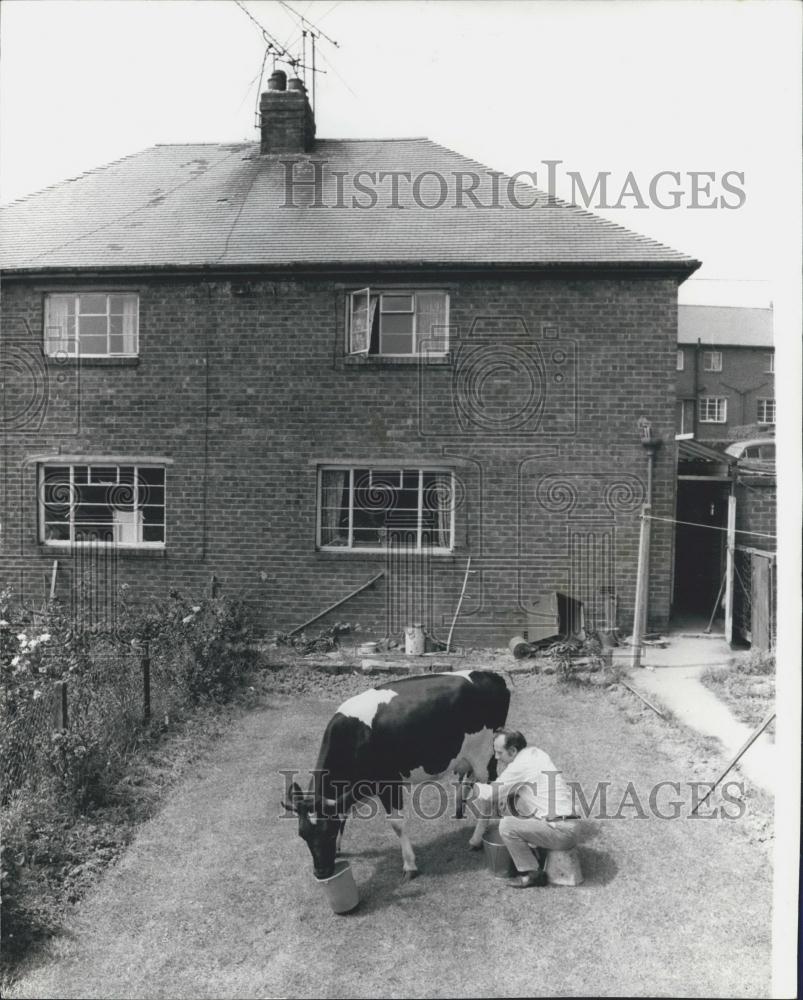 Press Photo Cow in garden Lasley Livit milks cow for fresh milk - Historic Images