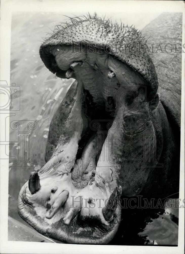 Press Photo Rhinos mouth - Historic Images