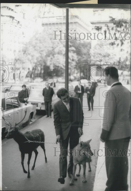 1967 Press Photo A deer & a wolf walk with a handler - Historic Images